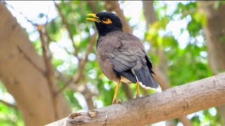 MYNA Bird Sound  MYNA Bird Talking  MYNAH Bird Voice  MYNAH Bird Singing [upl. by Gershon]