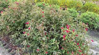 Sonic Bloom Red Weigela  Garden Crossings [upl. by Ashia]