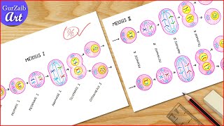 Meiosis Diagram Drawing  Cell division diagram Drawing  Labeled Science projects [upl. by Adnarrim447]