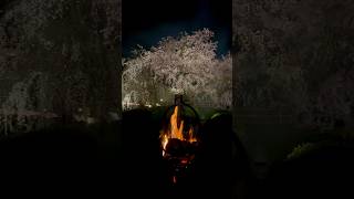 Fantastic Harmony of Weeping Sakura Cherry Blossoms and Bonfires in Maruyama Park Kyoto [upl. by Nitnert425]