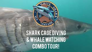 Shark Cage Diving amp Whale Watching Combo Tour [upl. by Floeter815]