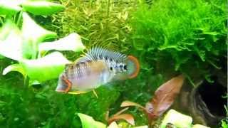 Apistogramma Baenschi  2 VitaliBoy [upl. by Saval331]