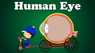 Human Eye  aumsum kids science education children [upl. by Jilleen341]