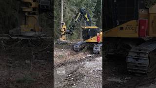 Tossing trees with a Feller Buncher work heavyequipment working machinery machine forestry [upl. by Acimahs]