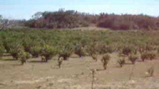 Plantaciones de limon PersaBagaces en Costa Rica [upl. by Eesdnil334]