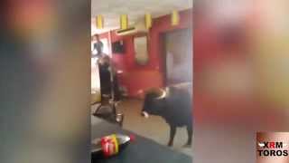 Toro se cuela en un bar  ¿Querría una cerveza [upl. by Eatnoled]