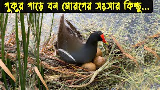 বন মোরগের জীবন কাহিনী Bird Story127 The Life Story of Moorhen Bird  ডাহুক পাখিFishing for bird [upl. by Ettennor]