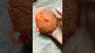 DIY coconut scrubber very useful to washing dishes 🥥🧽🤯🥳🥳 food  tipes Back to Black [upl. by Ackerman]