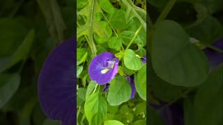 CLITORIA TERNATEA ‼️ BUNGA TELANG TERNATE  butterfly pea flowers bungatelang clitoriaternatea [upl. by Onateyac759]