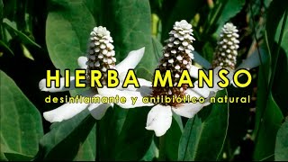 Hierba manso desinflamante y antibiótico natural [upl. by Brander413]