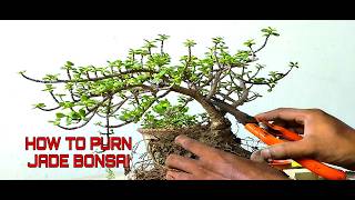 How to shape a wild Jade plant making a stunning bonsai [upl. by Esined]