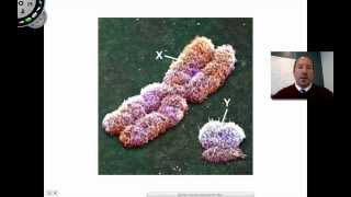 Homologous Chromosomes [upl. by Nimaj12]