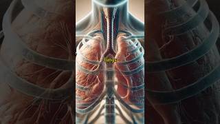 5 Warning Signs of Lung Disease You Shouldnt Ignore lunghealth healthtips lungs [upl. by Humfrey]