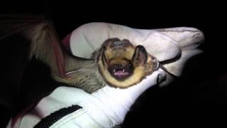 Hoary Bat Lasiurus cinereus [upl. by Otreblif]