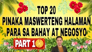 20 Pinaka Maswerteng Halaman para sa Bahay at Negosyo  PART 1 [upl. by Ennaeiluj]