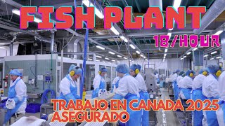 Trabajo en Canadá para el 2025 Asegurado mira el vídeo y verás como aplicar [upl. by Tore318]