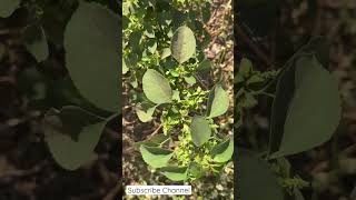 Acalypha indica  Harita manjari   Medicinal plant [upl. by Peskoff]