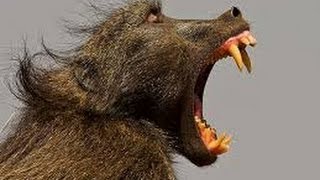 Baboon Fight  Chacma  Sony DEV 5  Filmed by Greg Morgan [upl. by Cyma]