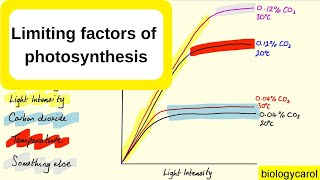 Limiting factors in photosynthesis [upl. by Dolloff]