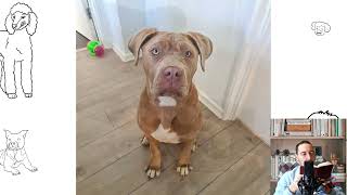 American Bandogge Mastiff Pros and Cons Price How to choose Facts Care History [upl. by Eidahs]