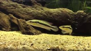 Crenicichla saxatilis [upl. by Tereve]