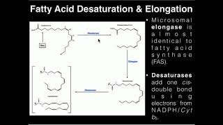 PUFAs Fatty Acid Elongation and Desaturation [upl. by Suiravaj]