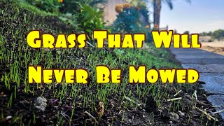 How To Plant Grass Seed On A Hill [upl. by Sonahpets877]