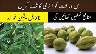 Cultivation of Terminalia Chebula  Haritaki  Harar  Hareer Farming In Pakistan  ہریڑکی کاشت [upl. by Terchie]