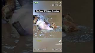 The power of a hippo explosion [upl. by Neih]