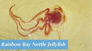 Rainbow Bay Nettle Jellyfish [upl. by Etteroma486]