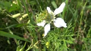 Juffertjeinhetgroen Nigella damascena  20130723 [upl. by Atnoved]