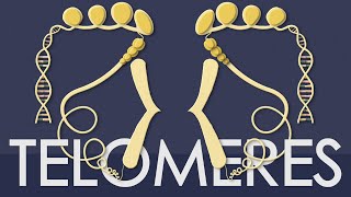 Telomeres explained in less than 5 minutes [upl. by Yong]