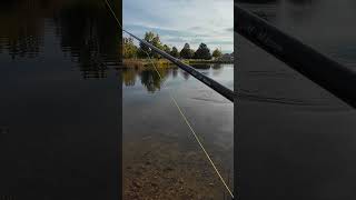 Trout Outfield Foul wanderingidahoan fishing trout rainbowtrout troutfishing [upl. by Asselem]