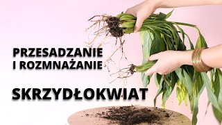 SKRZYDŁOKWIAT jak rozmnożyć jak przesadzić krok po kroku [upl. by Ylelhsa]