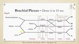 How to Draw the Brachial plexus in 10 secs  How to Remember Anatomy for a Lifetime [upl. by Ahcatan]