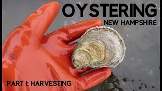 Oystering New Hampshire part 1 Harvesting [upl. by Ecadnac]