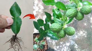 New skills ideas Grafting a grow kaffir lime tree from kaffir lime leaves in pot [upl. by Brieta244]