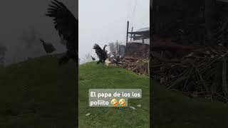 A nada le tengo miedo soy el papá de los pollitos 🤣🐓 [upl. by Derdlim]