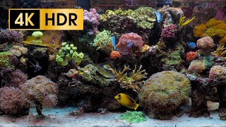 Coral Reef Aquarium  4K HDR 60 fps  no loop [upl. by Alvarez318]