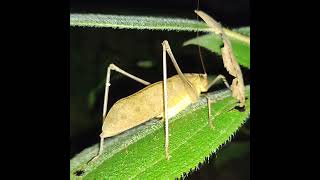 Malayan bush cricket Mecopoda elongata singing in the bush [upl. by Colinson]