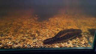 Polypterus palmas spawning [upl. by Areit172]