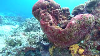 17 Macro Coral Shots Yucab Reef Cozumel [upl. by Eednyl807]