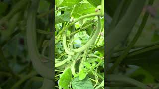 Fresh French Beans In The Oganic Garden fresh frenchbeans organic organicgardening shorts bean [upl. by Kristyn274]