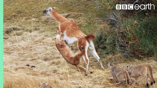 Puma takes on Guanaco 3 Times Her Weight  Seven Worlds One Planet  BBC Earth [upl. by Morlee663]