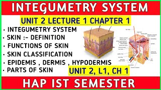 Structure and Function Of Skin  Integumentary System  Ch 1 Unit 2  Hap 1st semester b pharmacy [upl. by Atokad474]