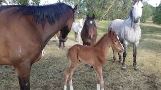 134ll Orphan Foal Finds A New Mum Australian Brumby challenge  Lara Beth [upl. by Aigroeg]