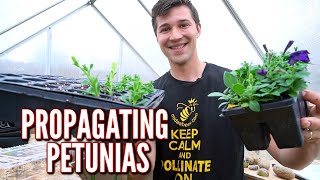 Easily Propagate Petunia Cuttings [upl. by Danie946]