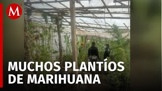 FGR asegura plantío de marihuana en Tonatico Edomex [upl. by Kiley]