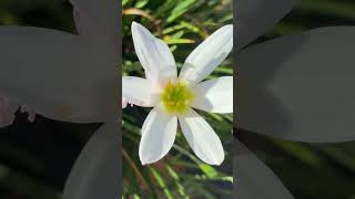 Zephyranthes candida Flor del viento del oeste zephyranthes bulb herbal whiteflower plants [upl. by Azitram]