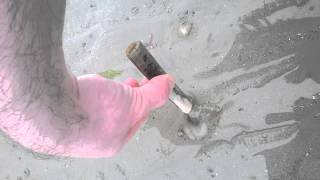 Catching Razor Clams in Jersey Channel Islands [upl. by Anaujat989]